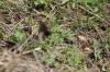 <img100*0:stuff/z/73640/butterflies.2/i1275870487_7.jpg>