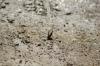 <img100*0:stuff/z/73640/butterflies.2/i1275870487_8.jpg>