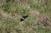 <img100*0:stuff/z/73640/butterflies.2/i1275870487_9.jpg>