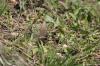 <img100*0:stuff/z/73640/butterflies.2/i1275870488_19.jpg>