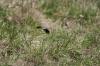 <img100*0:stuff/z/73640/butterflies.2/i1275870488_20.jpg>
