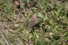 <img100*0:stuff/z/73640/butterflies.2/i1275870488_22.jpg>