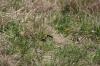 <img100*0:stuff/z/73640/butterflies.2/i1275870488_23.jpg>
