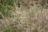 <img100*0:stuff/z/73640/butterflies.2/i1275870488_24.jpg>