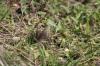 <img100*0:stuff/z/73640/butterflies.2/i1275870488_25.jpg>