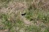 <img100*0:stuff/z/73640/butterflies.2/i1275870488_26.jpg>