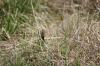 <img100*0:stuff/z/73640/butterflies.2/i1275870488_27.jpg>