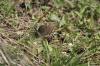 <img100*0:stuff/z/73640/butterflies.2/i1275870488_28.jpg>