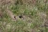 <img100*0:stuff/z/73640/butterflies.2/i1275870488_29.jpg>