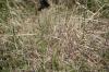 <img100*0:stuff/z/73640/butterflies.2/i1275870488_30.jpg>