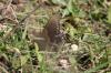 <img100*0:stuff/z/73640/butterflies.2/i1275870488_31.jpg>