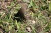 <img100*0:stuff/z/73640/butterflies.2/i1275872008_1.jpg>