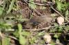<img100*0:stuff/z/73640/butterflies.2/i1275872009_10.jpg>