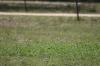 <img100*0:stuff/z/73640/butterflies.2/i1275872009_11.jpg>
