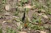 <img100*0:stuff/z/73640/butterflies.2/i1275872009_12.jpg>