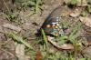 <img100*0:stuff/z/73640/butterflies.2/i1275872009_13.jpg>
