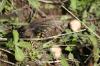 <img100*0:stuff/z/73640/butterflies.2/i1275872009_14.jpg>