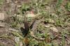 <img100*0:stuff/z/73640/butterflies.2/i1275872009_16.jpg>