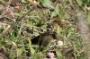 <img100*0:stuff/z/73640/butterflies.2/i1275872009_2.jpg>