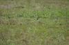 <img100*0:stuff/z/73640/butterflies.2/i1275872009_3.jpg>