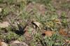 <img100*0:stuff/z/73640/butterflies.2/i1275872009_4.jpg>