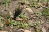 <img100*0:stuff/z/73640/butterflies.2/i1275872009_5.jpg>
