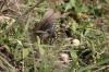 <img100*0:stuff/z/73640/butterflies.2/i1275872009_6.jpg>