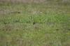 <img100*0:stuff/z/73640/butterflies.2/i1275872009_7.jpg>
