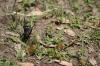 <img100*0:stuff/z/73640/butterflies.2/i1275872009_8.jpg>