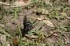 <img100*0:stuff/z/73640/butterflies.2/i1275872009_9.jpg>