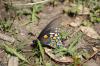 <img100*0:stuff/z/73640/butterflies.2/i1275872010_17.jpg>
