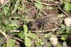 <img100*0:stuff/z/73640/butterflies.2/i1275872010_18.jpg>