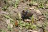 <img100*0:stuff/z/73640/butterflies.2/i1275872010_20.jpg>