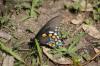 <img100*0:stuff/z/73640/butterflies.2/i1275872010_21.jpg>
