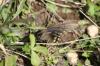 <img100*0:stuff/z/73640/butterflies.2/i1275872010_22.jpg>