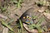 <img100*0:stuff/z/73640/butterflies.2/i1275872010_24.jpg>