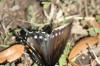 <img100*0:stuff/z/73640/butterflies.2/i1275872010_25.jpg>