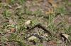 <img100*0:stuff/z/73640/butterflies.2/i1275872010_26.jpg>