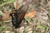 <img100*0:stuff/z/73640/butterflies.2/i1275872010_27.jpg>
