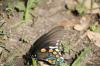 <img100*0:stuff/z/73640/butterflies.2/i1275872010_28.jpg>
