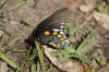<img100*0:stuff/z/73640/butterflies.2/i1275872010_29.jpg>