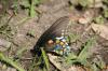 <img100*0:stuff/z/73640/butterflies.2/i1275872010_30.jpg>