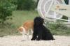 <img100*0:stuff/z/73640/cat%2520and%2520dog/i1262500865_1.jpg>