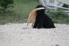 <img100*0:stuff/z/73640/cat%2520and%2520dog/i1262500865_2.jpg>