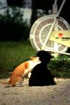<img100*0:stuff/z/73640/cat%2520and%2520dog/i1262500865_3.jpg>