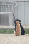 <img100*0:stuff/z/73640/cat%2520and%2520dog/i1262500865_4.jpg>