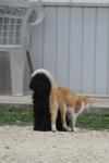 <img100*0:stuff/z/73640/cat%2520and%2520dog/i1262500865_5.jpg>