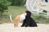<img100*0:stuff/z/73640/cat%2520and%2520dog/i1262500865_6.jpg>
