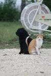 <img100*0:stuff/z/73640/cat%2520and%2520dog/i1262500865_7.jpg>