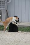 <img100*0:stuff/z/73640/cat%2520and%2520dog/i1262500865_8.jpg>